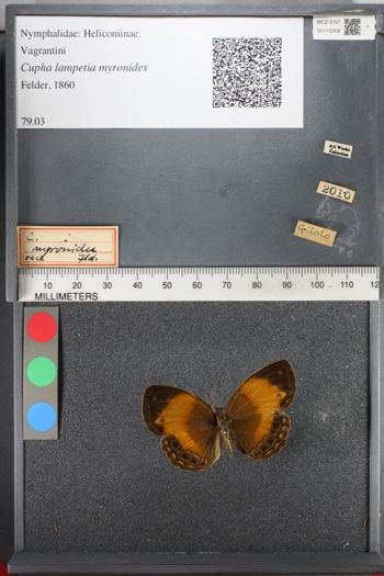 Media type: image;   Entomology 115058